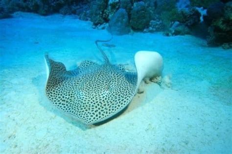 do stingrays eat octopus|What Do Stingrays Eat: Diet and Hunting Strategies of 4  .